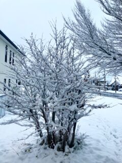 隠れ家cuco（くこ）です。
昨年、
日本語ボランティア養成講座を
受けました

外国から日本に来た方に
日本語を教えるというモノ

今日は
日本語教室の見学の日

まさかの大雪

数年前
次男は何も喋れないまま
外国に行きました

一年という間
その国の方に
たくさん助けていただいて

母として
ありがたいなぁと
いつも思っていました

どの国でも
親は親であり
子供を想う気持ちは
同じもの

いつか
恩返しをしたいなぁと
思っています

#言語 #文化 
難しさは尽きない
でも
私に出来る事も
きっとあるはず