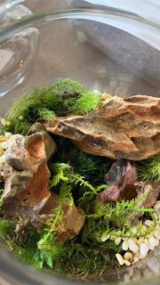 隠れ家cuco（くこ）です。
3/1日曜
リカレントスクール生同期の
苔テラリウムWS

初めてで不器用ながらも
楽しくチャレンジの私

苔を刺すのが
なかなか難しい

でもちょっとコツを掴めたら

ハマるハマる
小さな世界

3/7は熊谷駅で公開プレゼン
cucoも新しい事に
チャレンジします！

その後はマルシェも。

cucoの新チャレンジ
お酒も呑めるコミュニティサロン
5月オープンなるか🤔

人生の息抜きの場所
そんなサロンを作ります

#お酒 も呑める#コミュニティ サロン
#癒し #伊勢崎 #本庄